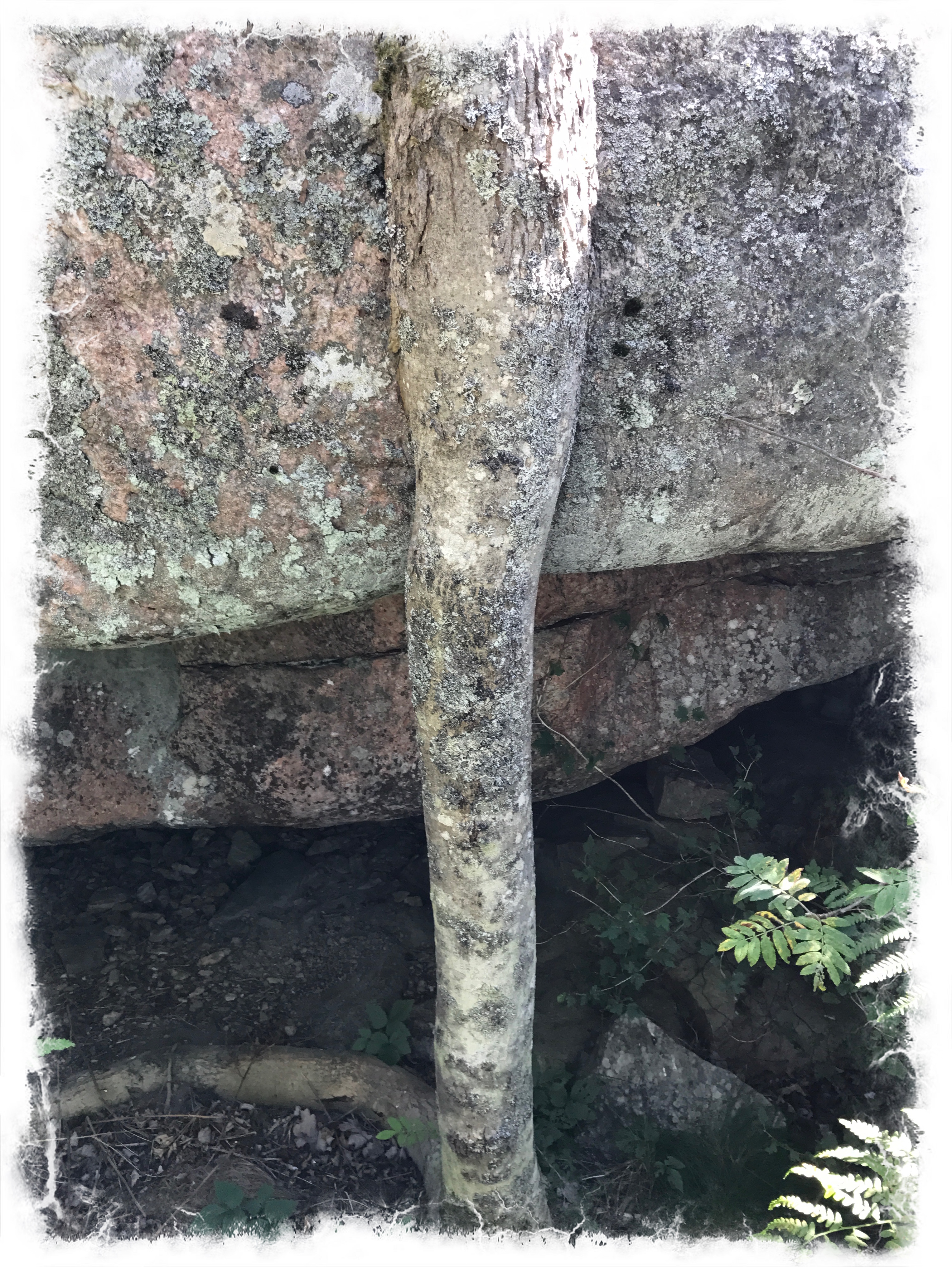 av livskärlek pinad